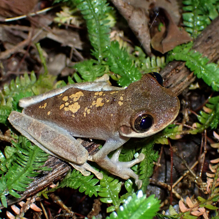 Osteocephalus Colombia Amazon Kerry Kriger