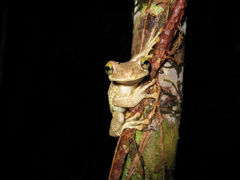Osteocephalus oophagus adolfo ducke 1