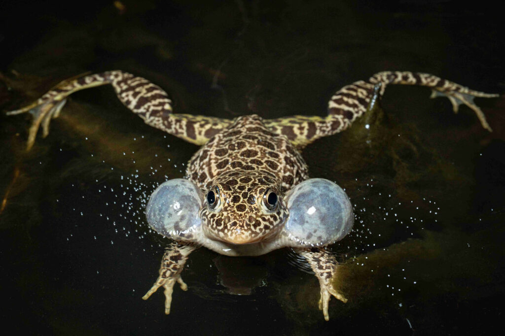 ओवेन एडवर्ड्स यूएसए राणा एरिओलाटा 2 2025 मेंढक बचाओ फोटो प्रतियोगिता