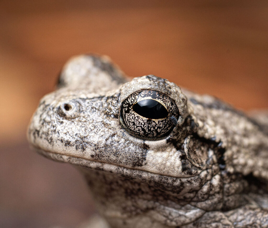 ओवेन एडवर्ड्स, संयुक्त राज्य अमेरिका, 2025 मेंढक बचाओ फोटो प्रतियोगिता (हाइला वर्सिकोलर)