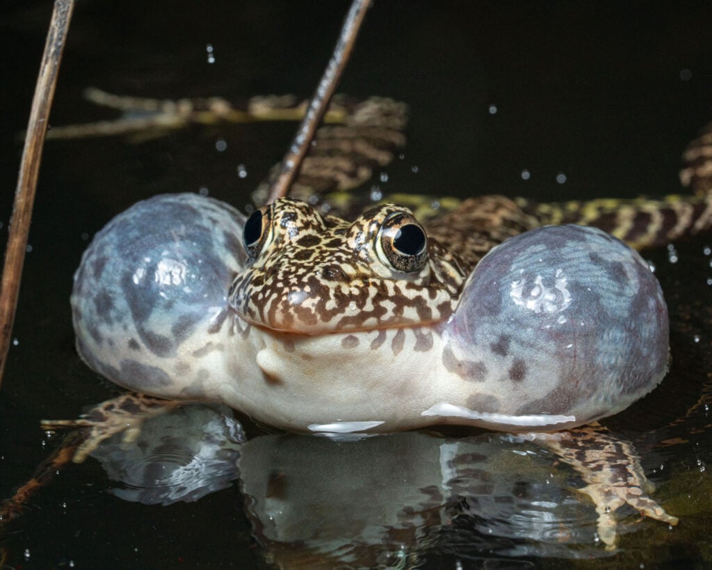 ओवेन एडवर्ड्स, संयुक्त राज्य अमेरिका, 2025 मेंढक बचाओ फोटो प्रतियोगिता, राणा एरिओलाटा