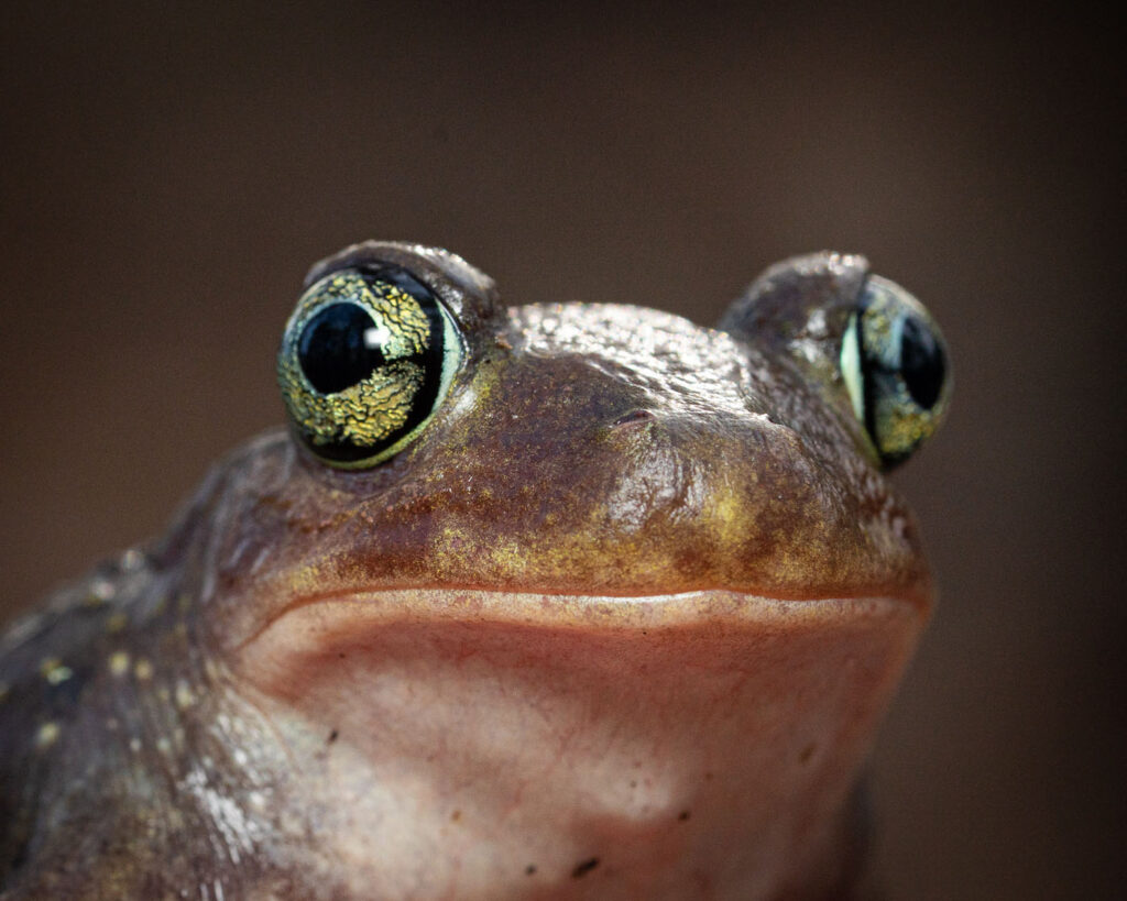 ओवेन एडवर्ड्स, संयुक्त राज्य अमेरिका, 2025 मेंढक बचाओ फोटो प्रतियोगिता, स्कैफियोपस हर्टेरी