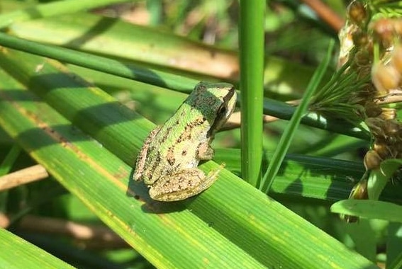 Pacific Treefrog - Pseudacris regilla - Lillian Crossman