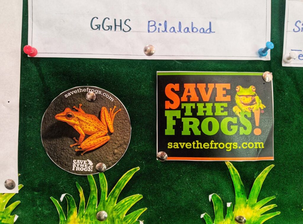 Pakistan Save The Frogs Day 2025