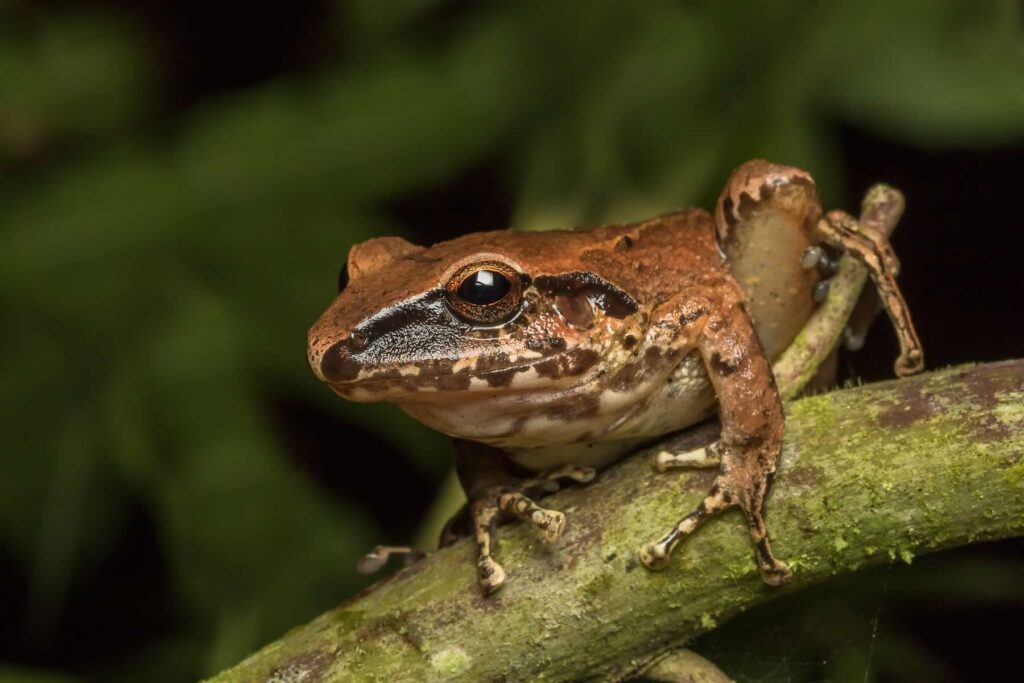 Pastures Rainfrog 7D 4837 เอกวาดอร์ 17 บันทึกกบ ecuador ecotour 2017 แท้จริง