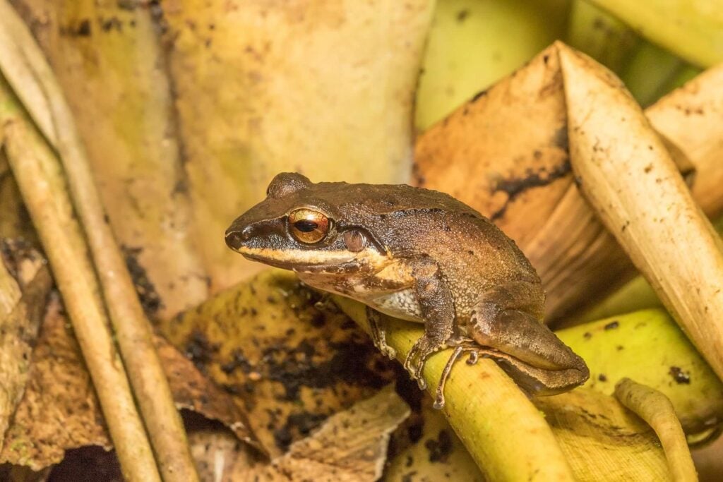 Pastures Rainfrog 7D 4975 เอกวาดอร์ 17 บันทึกกบ ecuador ecotour 2017 แท้จริง