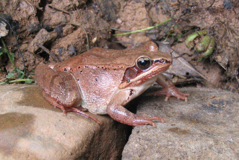 Отчет о событиях Save The Frogs Day