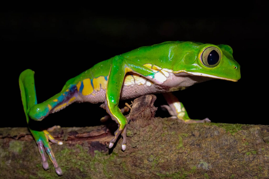 Pedro-Taucce-Brazil-2023-save-the-frogs-photo-contest-2