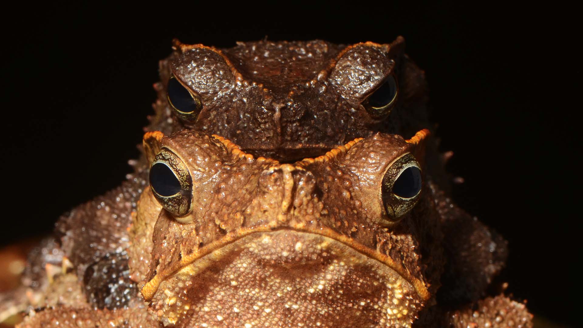 Pedro Peloso frogs