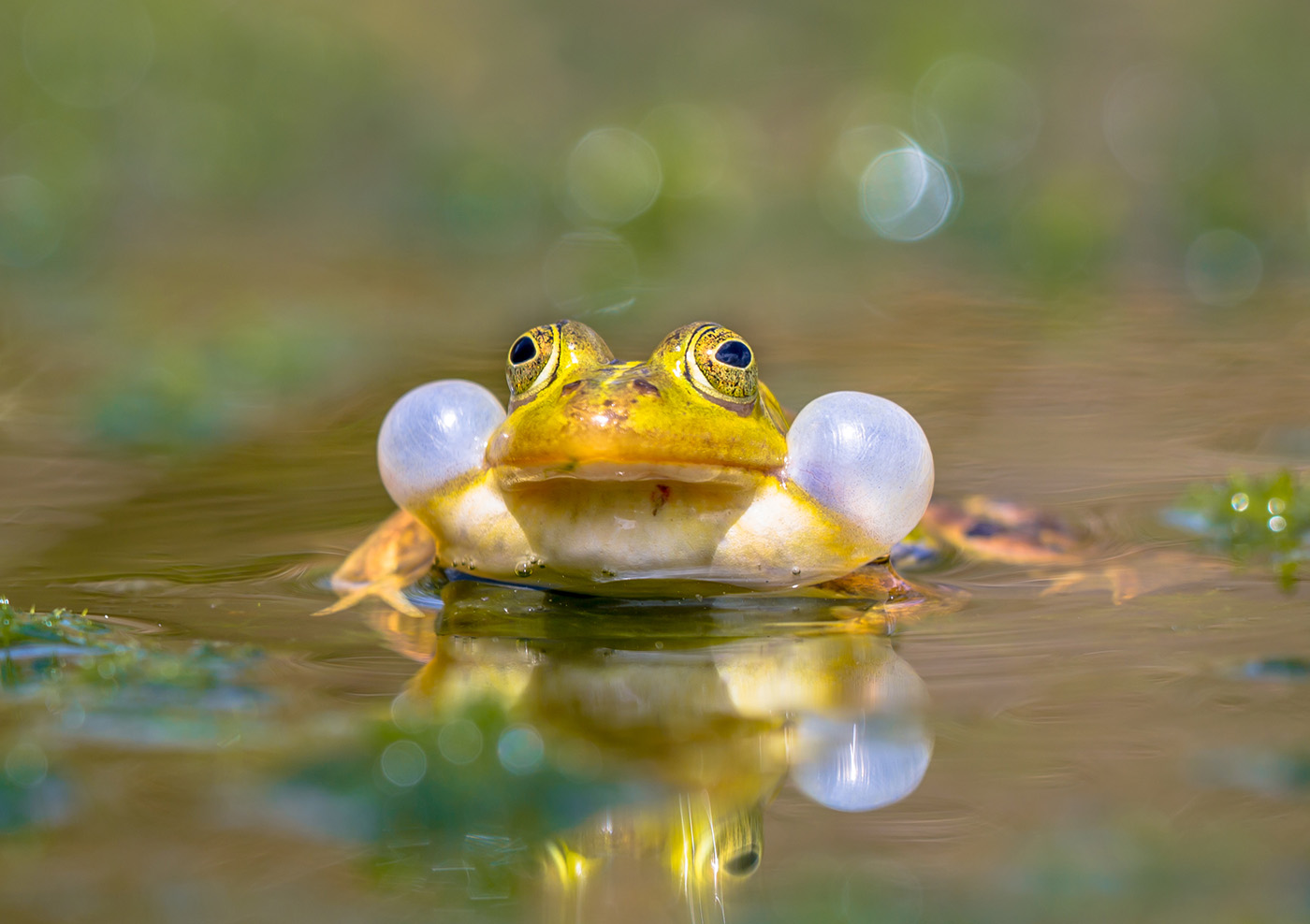 Male Pool frog Pelophylax lessonae calling