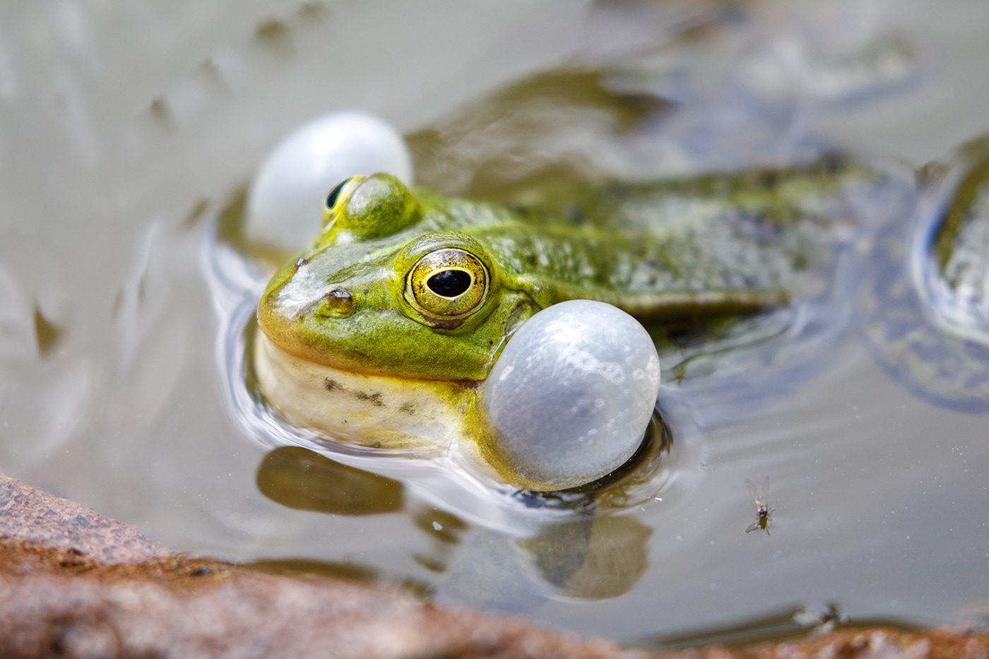 Pelophylax lessonae Pool Frog Calling Dual Vocal Sacs