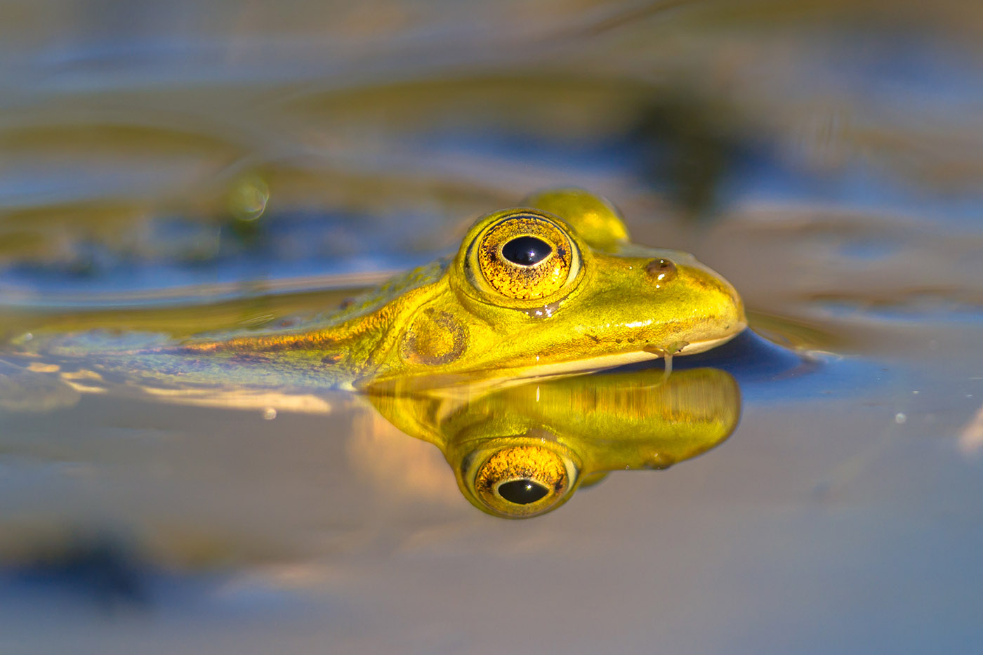 Pelophylax lessonae Pool Frog Swimming