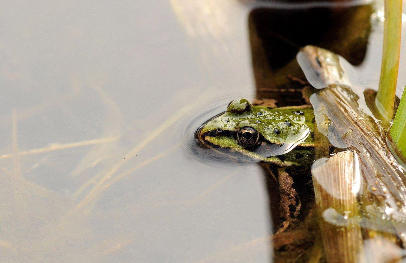 Pelophylax ridibundus - Bart van Oijen common green frog (5)