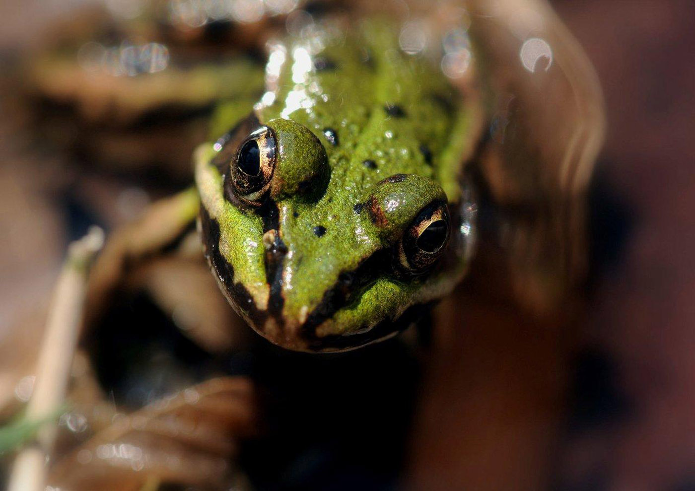 Pelophylax ridibundus - Bart van Oijen common green frog
