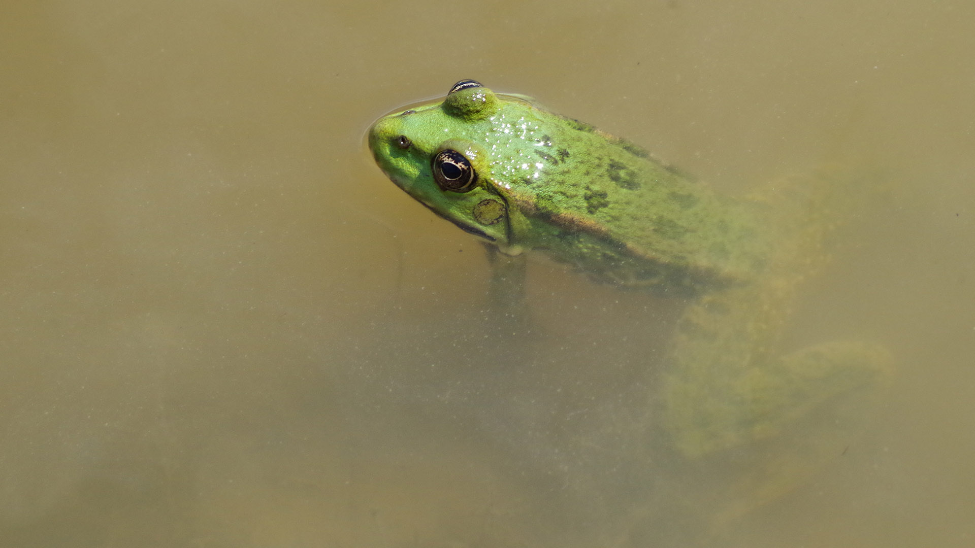 Save The Frogs in Cambridge, United Kingdom – September 18th, 2019
