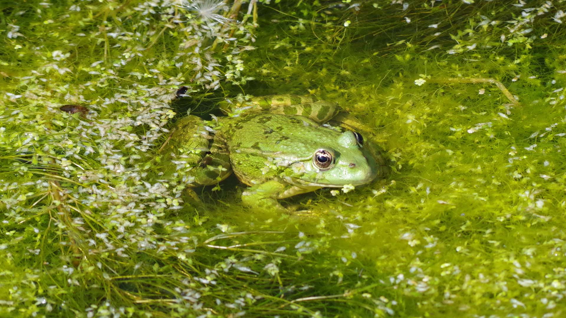 Pelophylax ridibundus Marsh Frog