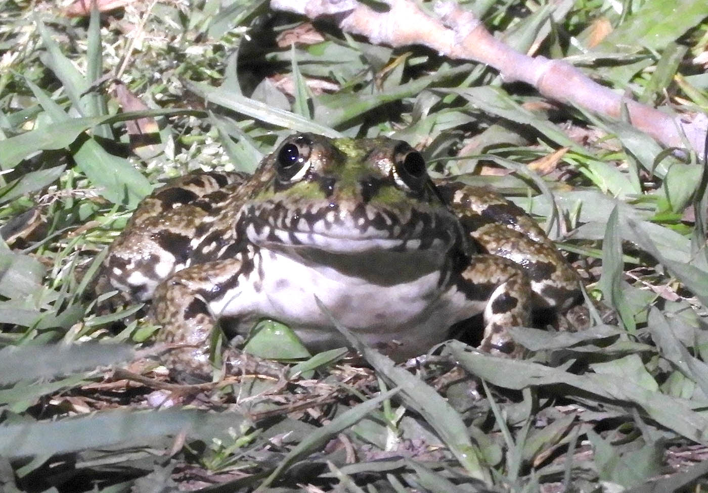 Perez's Frog - Pelophylax perezi - Sara Abad