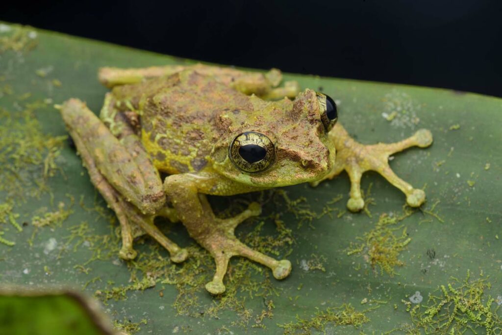 Philautus-macroscelis---Mossy-Bush-Frog--malaysia-kinabalu-rupert-grassby-lewis