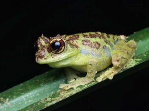 Philautus-macroscelis - Vijay Kartick - Save The Frogs Borneo Ecotour Ottobre 2024