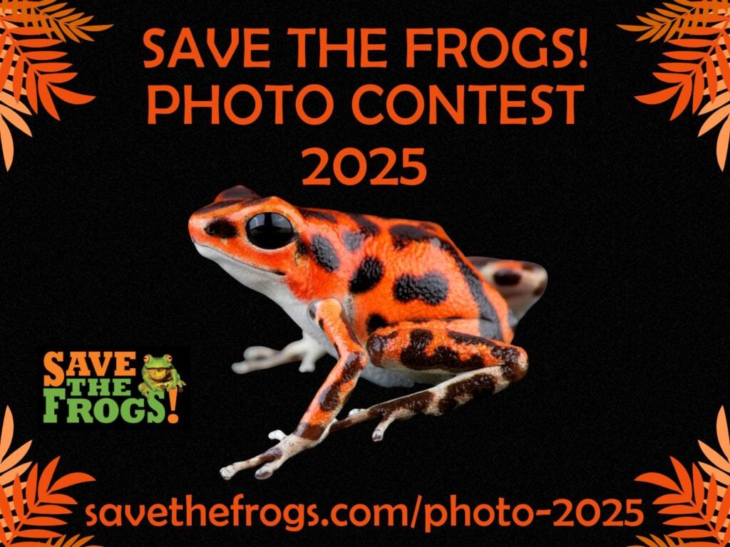 फोटो प्रतियोगिता 2025 आइकन - मेंढकों को बचाओ