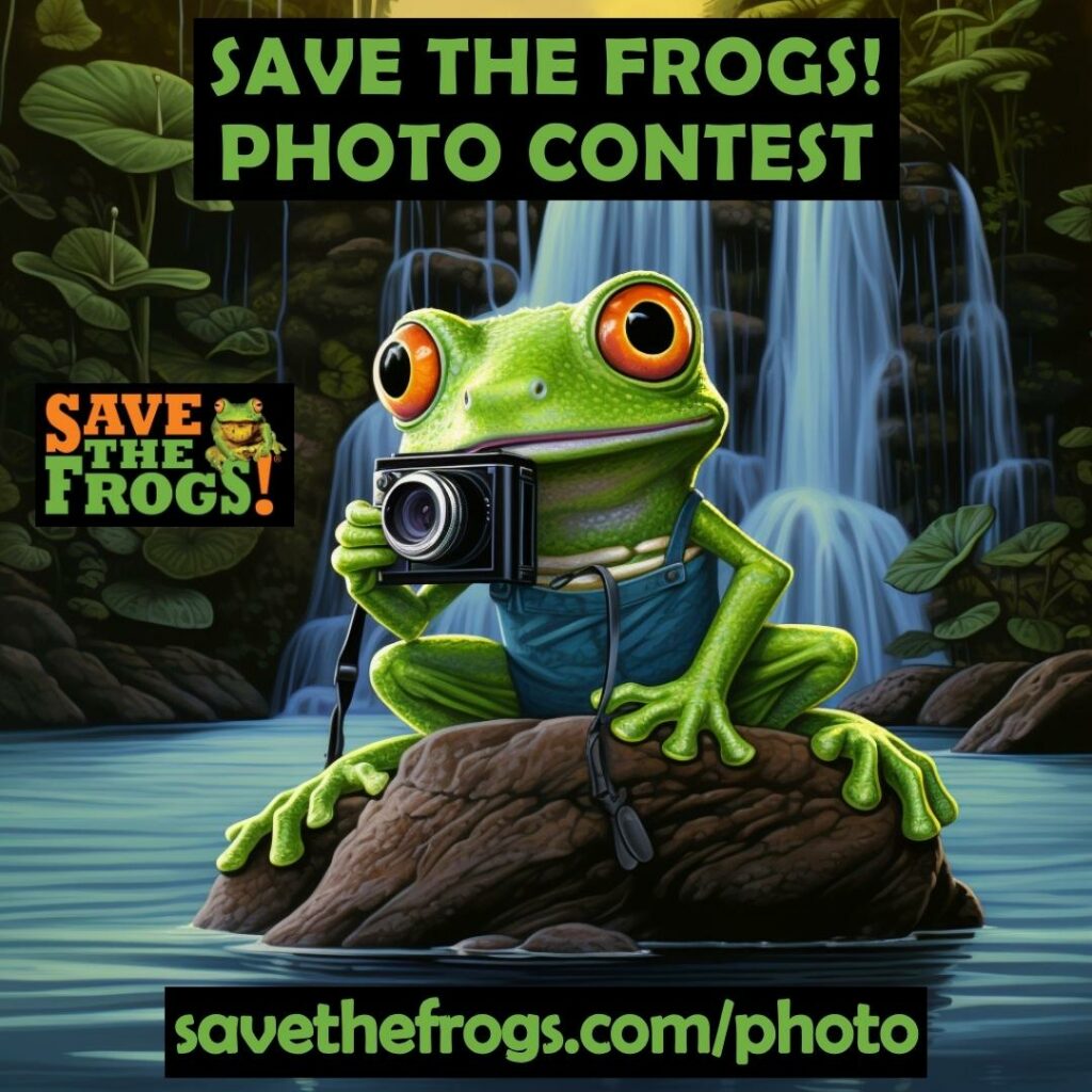 Photo Contest Frog With Camera - Kerry Kriger Midjourney Art 1