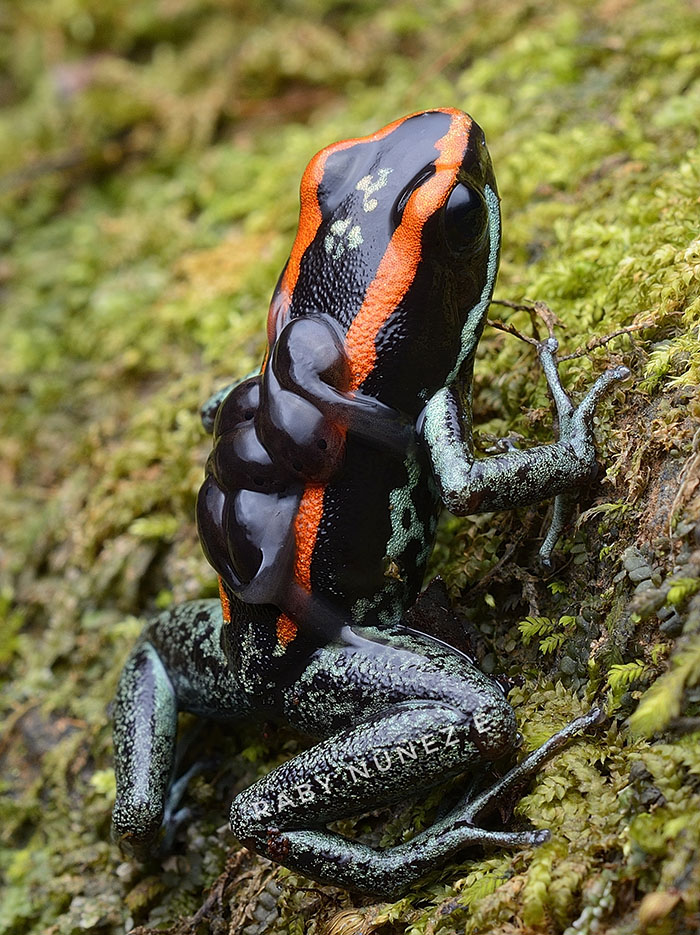 Phyllobates vittatus - Golfo Dulce Poison Frog with tadpoles Raby Nunez Sierpefrogs Costa Rica Osa Peninsula