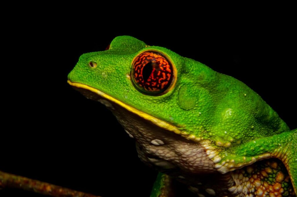 Phyllomedusa-tarsius-Pedro-Taucce-Brazil-2023-save-the-frogs-photo-contest