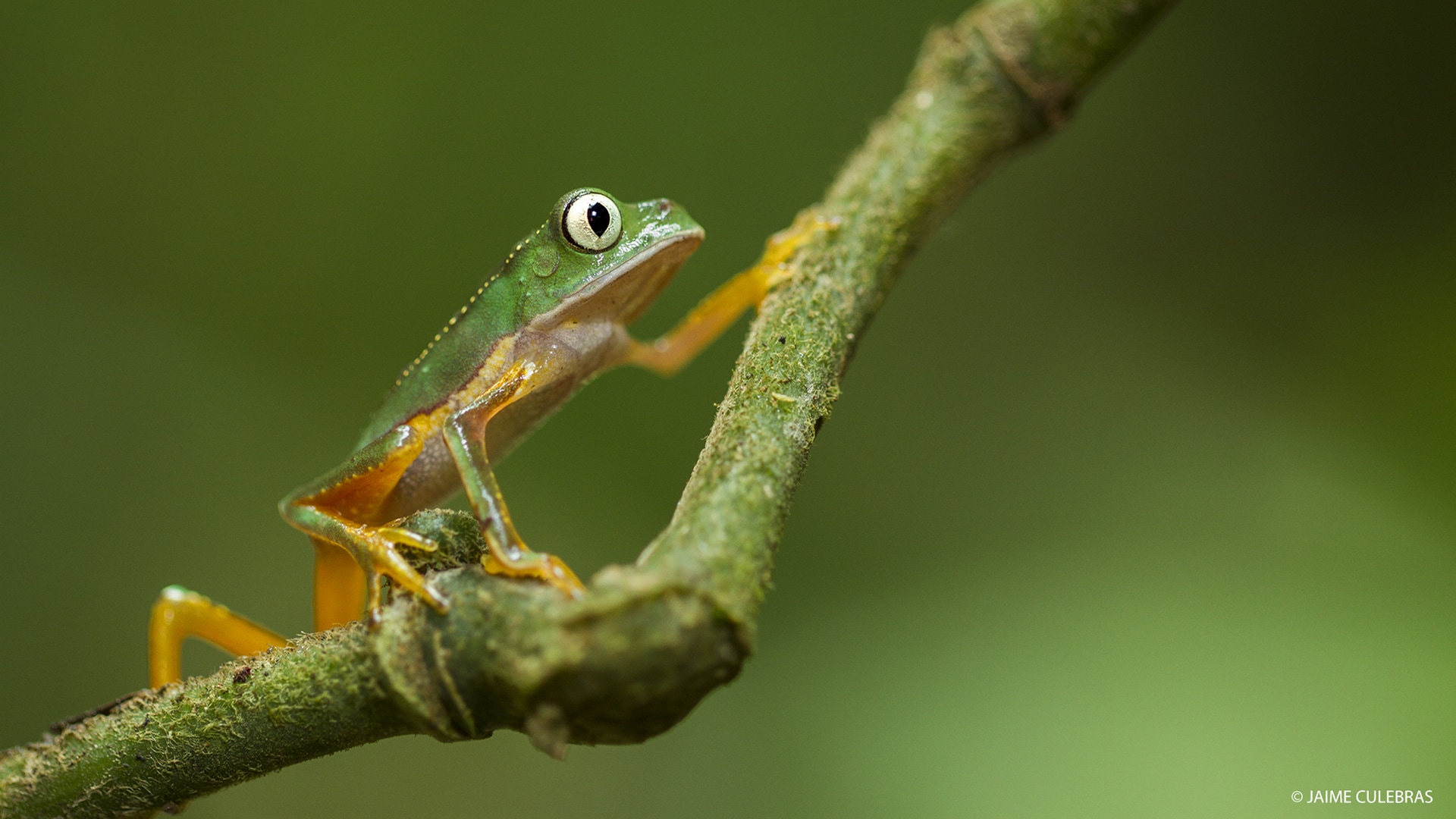 Ecuador Frogs