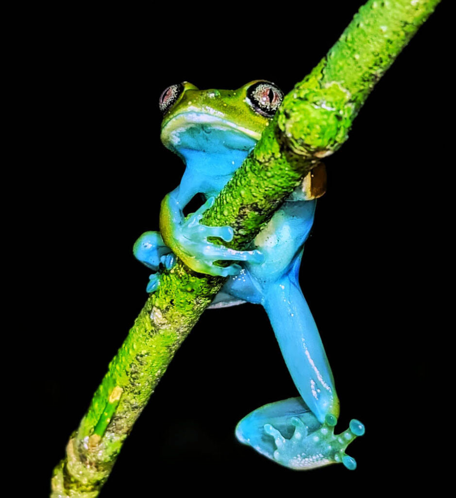 Pius-Mollel-Tanzania-2023-save-the-frogs-photo-contest-1