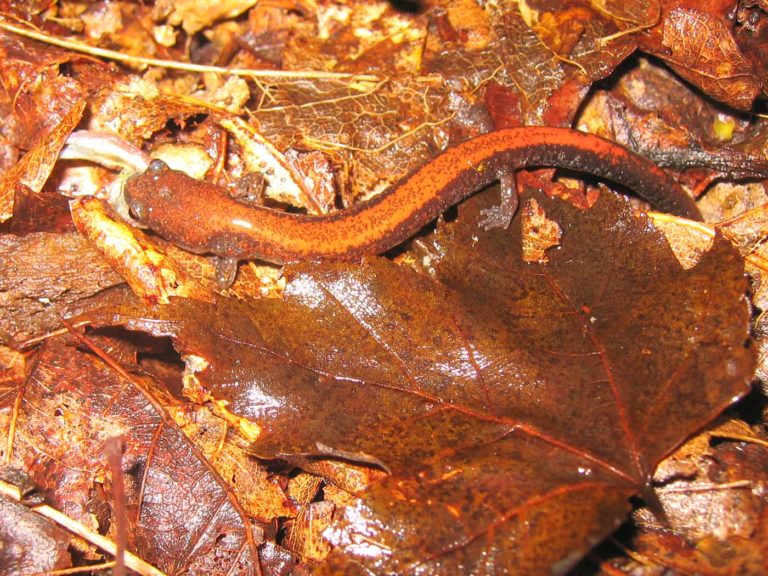 USFWS Salamander Petition – Lacey Act