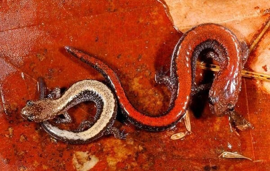 Plethodon cinereus red-backed-salamanders daniel hocking