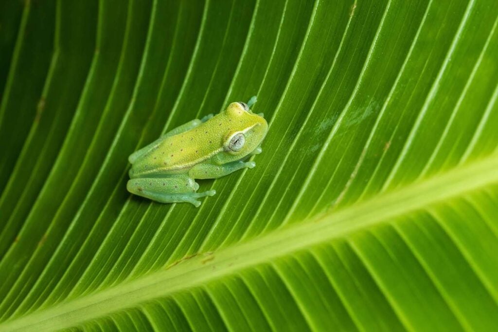 Polka Dot Treefrog D4 3005 ECUADOR 17 บันทึกกบ ecuador ecotour 2017 แท้จริง