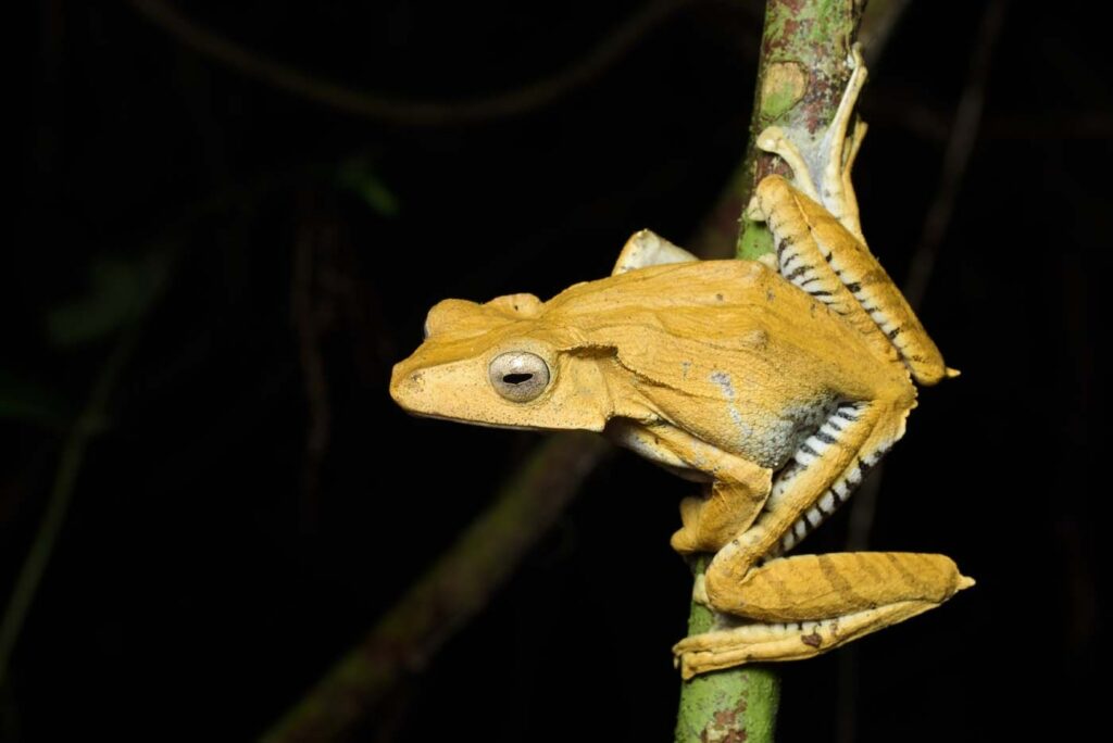 Polypedates-otiphilus-Filed-eared-Tree-Frog-1--malaysia-poring-rupert-grassby-lewis-1400