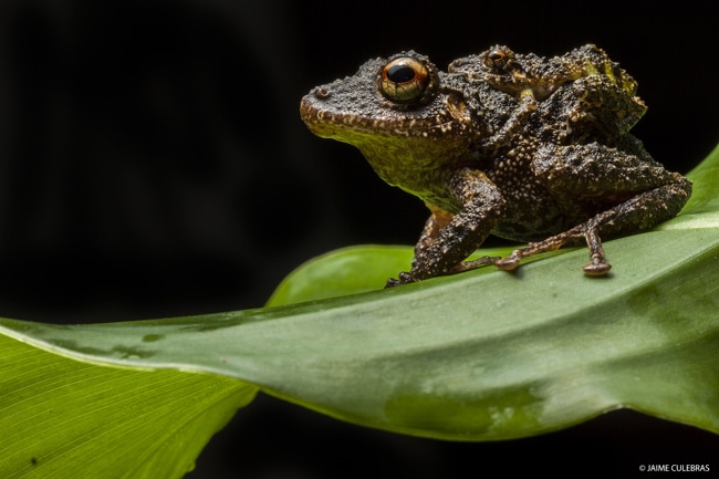 Save The Frogs Ecuador Ecotour