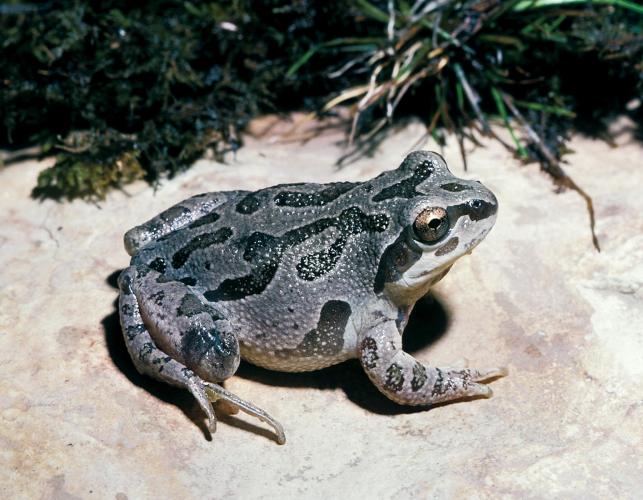 Pseudacris illinoiensis - Illinois Chorus Frog