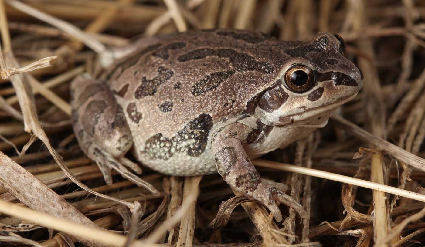 Pseudacris illinoiensis - Illinois Chorus Frog - Jacob Cackowski