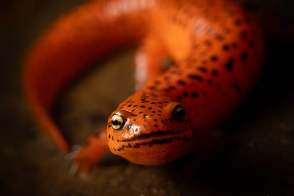 Pseudotriton-ruber-Aidan-McCarthy-USA-2023-save-the-frogs-photo-contest-salamander-Ohio-USA
