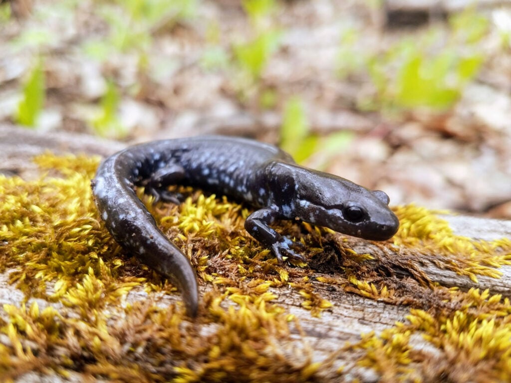 Rachael-Pahl-United-States-US-2025-Save-The-Frogs-Photo-Contest-photo-1 Ambystoma laterale - Blue-spotted salamander IL USA