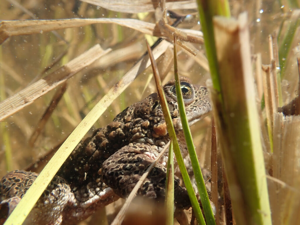 राचेल पहल, संयुक्त राज्य अमेरिका, 2025 सेव द फ्रॉग्स फोटो प्रतियोगिता, फोटो 2