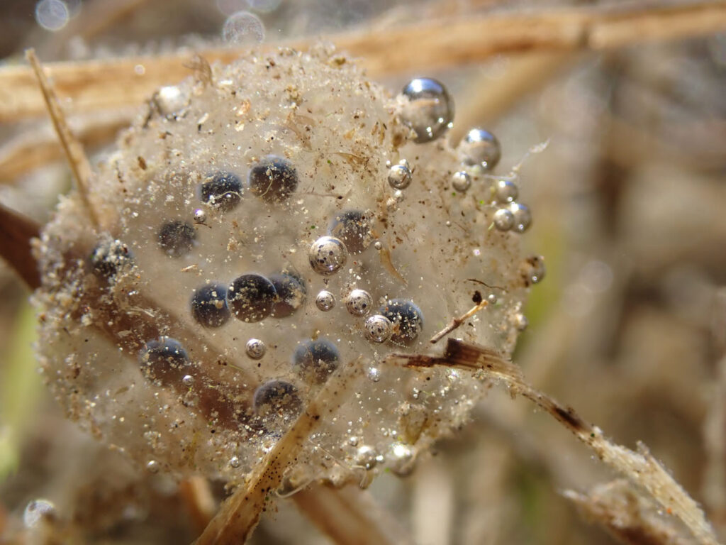 राचेल पहल, संयुक्त राज्य अमेरिका, 2025 सेव द फ्रॉग्स फोटो प्रतियोगिता, फोटो 4