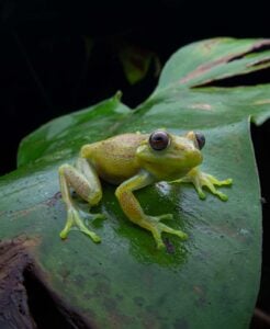 Ramon-Cavalcanti-Brasile-2024-save-the-frogs-photo-contest-5