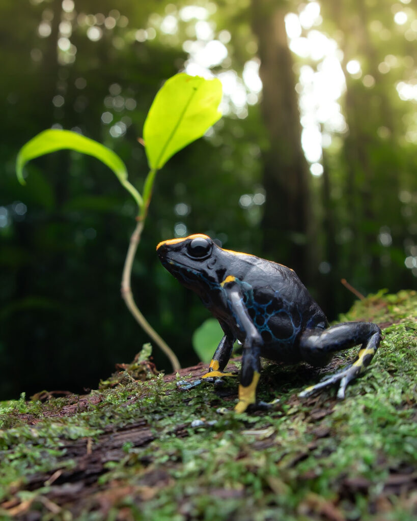 रेमन कैवलन्ती ब्राज़ील 2025 सेव द फ्रॉग्स फोटो प्रतियोगिता डेंड्रोबेट्स टिंक्टोरियस