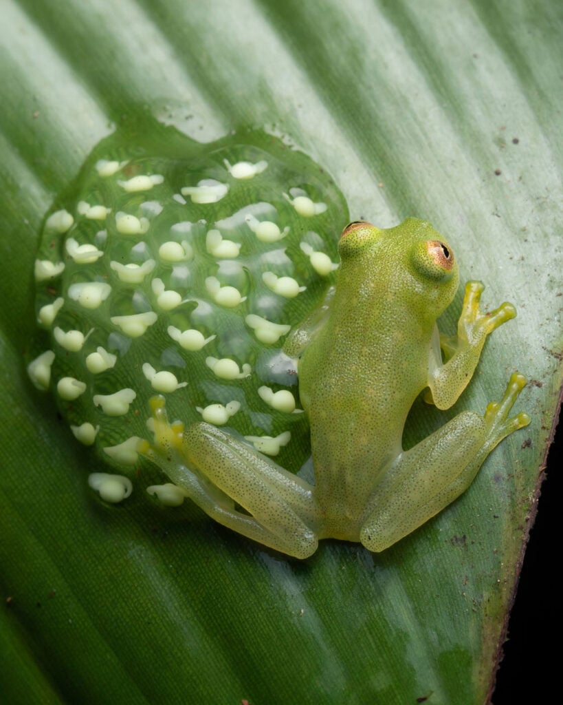 रेमन कैवलकैंटी, ब्राजील 2025 मेंढक बचाओ फोटो प्रतियोगिता, हियालिनोबैट्राचियम मोंडोल्फी