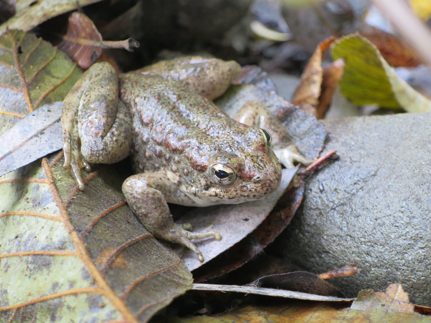 Foothill Yellow-Legged Frog