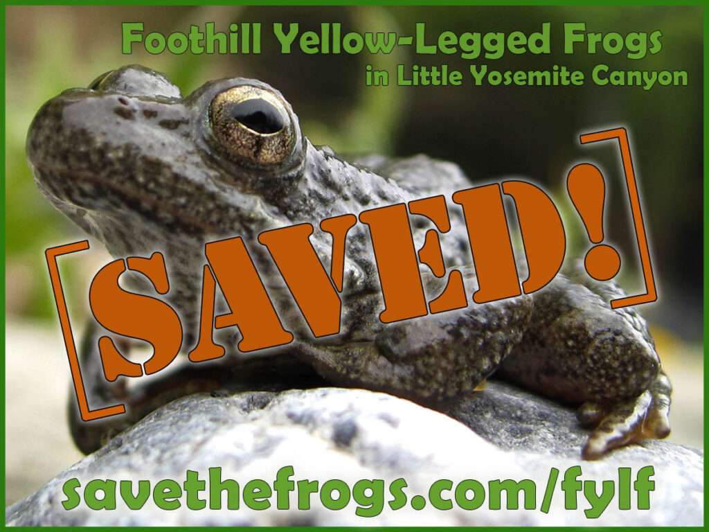 Rana boylii - FYLF Saved Foothill Yellow-Legged Frogs