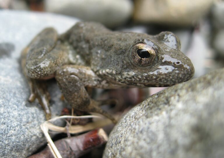 Rana boylii Sunol FYLF Foothill Yellow-Legged Frog