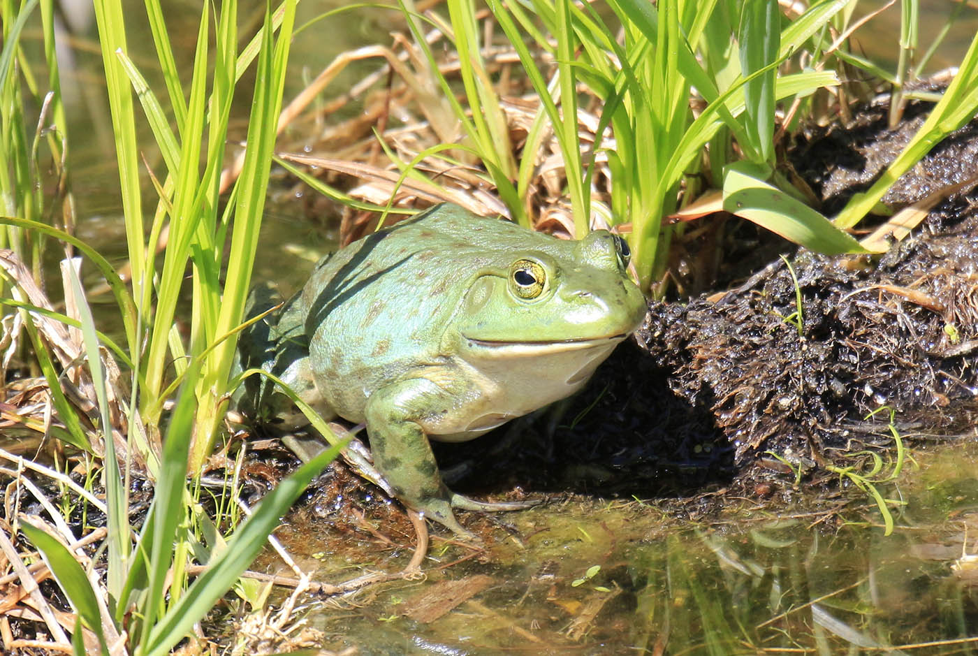 Rana catesbeiana American Bullfrog