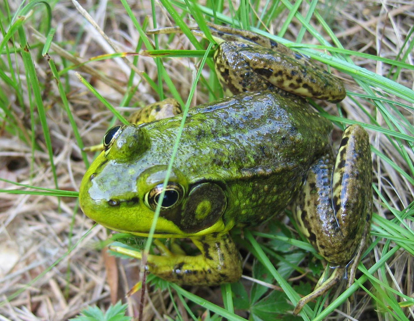 राणा क्लैमिटन्स - ग्रीन फ्रॉग और केरी क्रिगर 2005