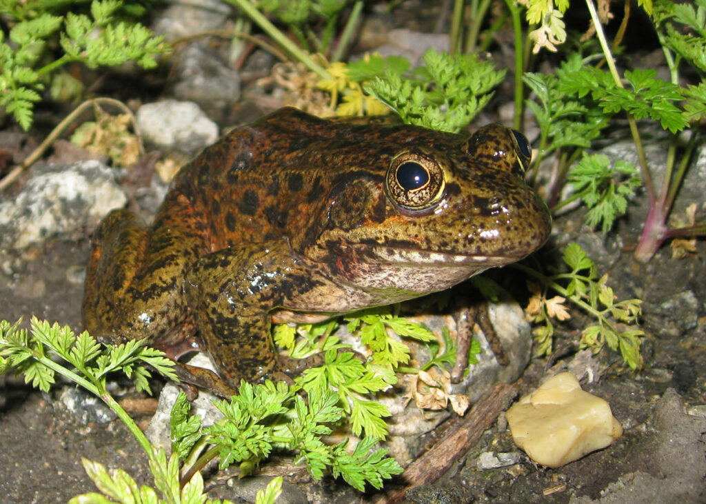 加州红腿蛙 (Rana draytonii)