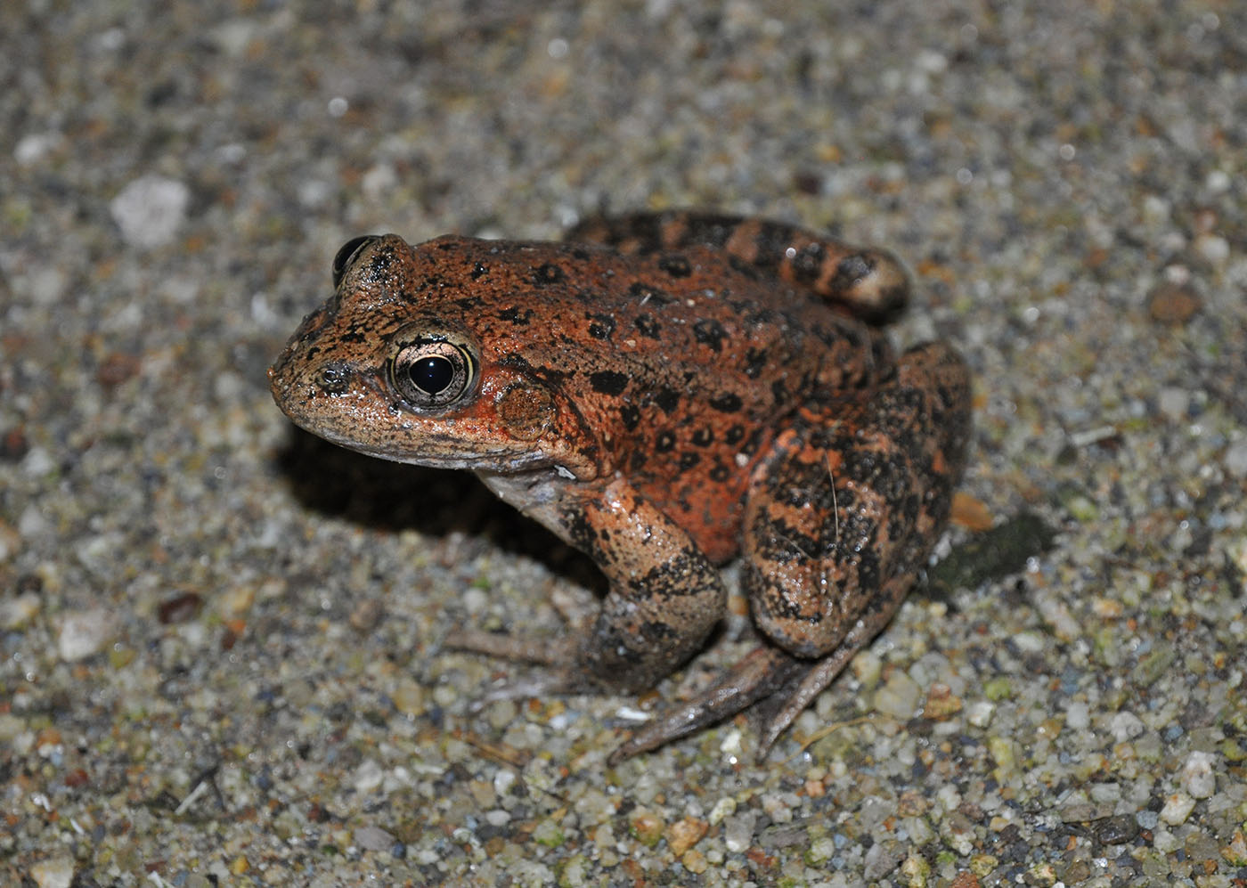 Rana draytonii CRLF - Santa Cruz - Neosha Kashef 캘리포니아 붉은 다리 개구리